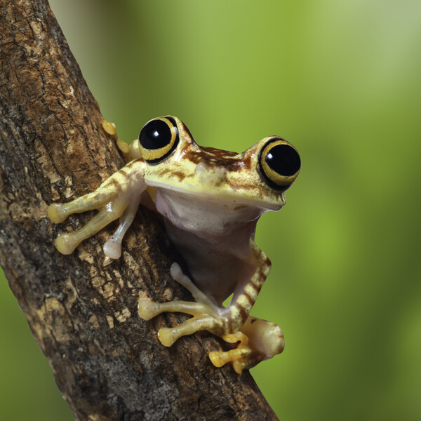 Tree frog, Amazon rainforest
