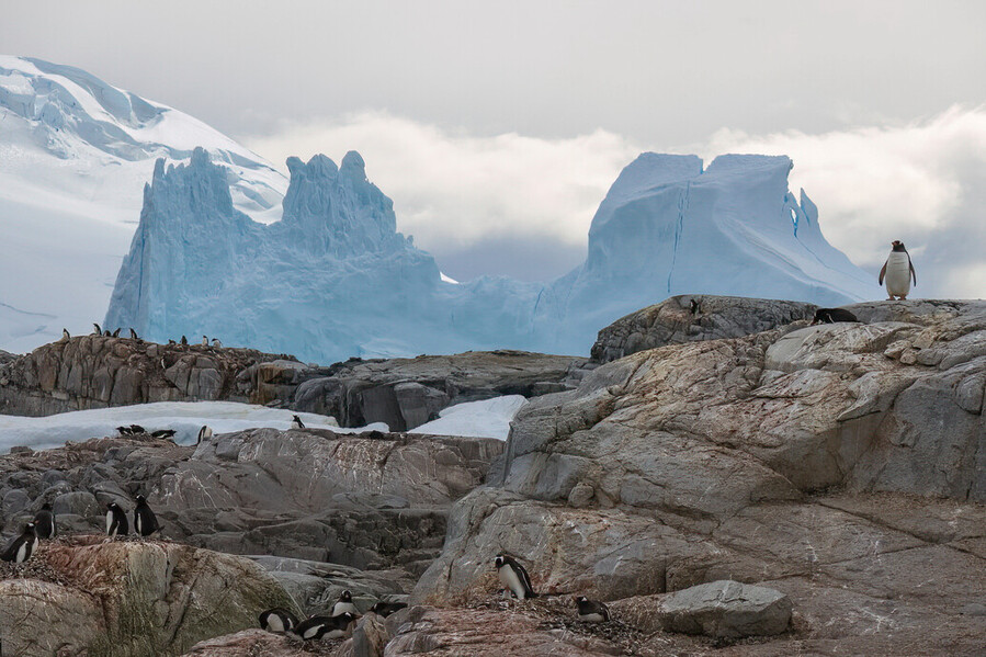 Penguins on Petermann Islands in Antarctica by John Bishop