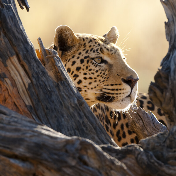 Leopard, Botswana