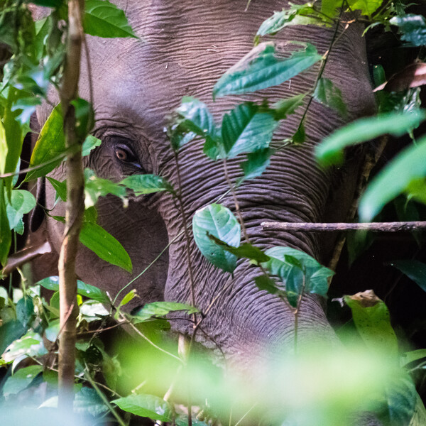Elephant, Thailand