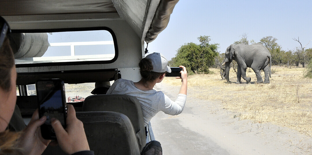 On safari