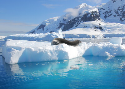 Leopard seal in Antarctica