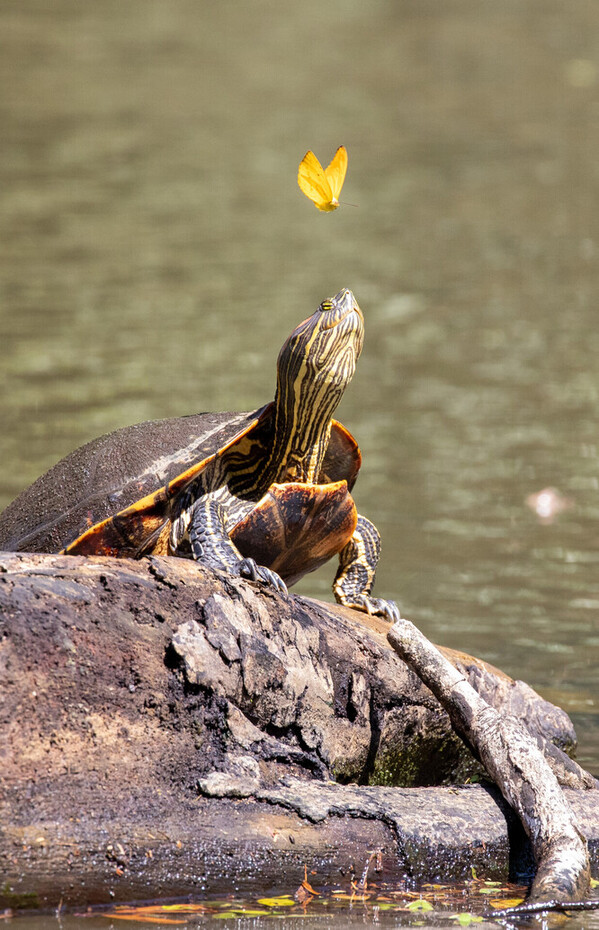 Turtle with butterfly by Alan Bowes