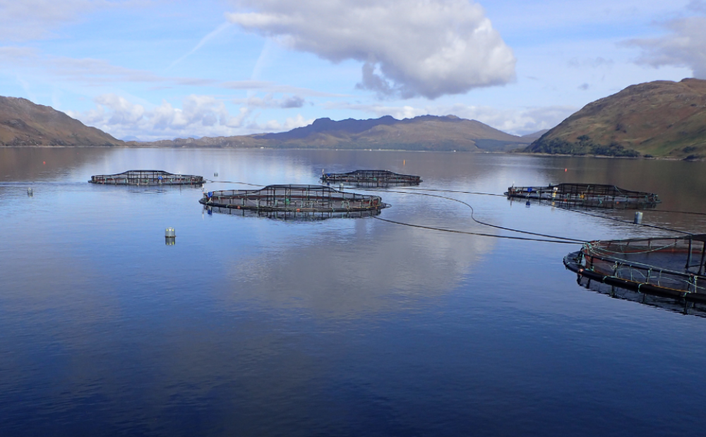 Water cages