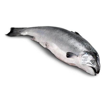 Large Fresh Whole Scottish Salmon (4-5kg)