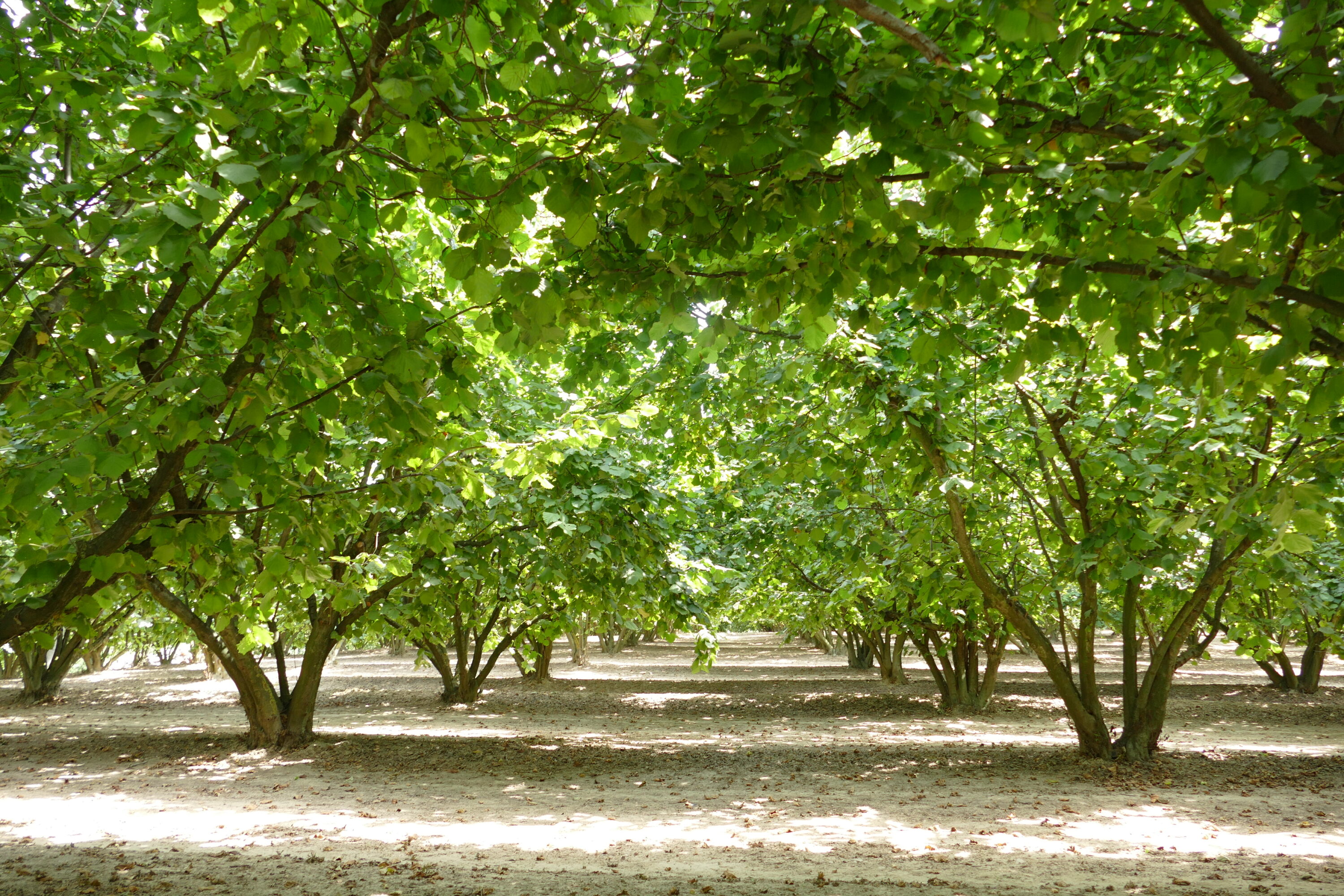 Noccioleto in Alta Langa, patria della corilicoltura piemontese