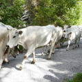 La discesa della mandria di Piemontesi in una precedente edizione di "Caluma el vache"