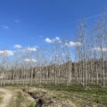Un impianto di pioppi in provincia di Cuneo