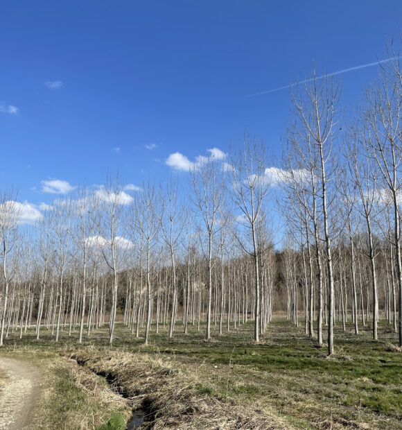 Un impianto di pioppi in provincia di Cuneo