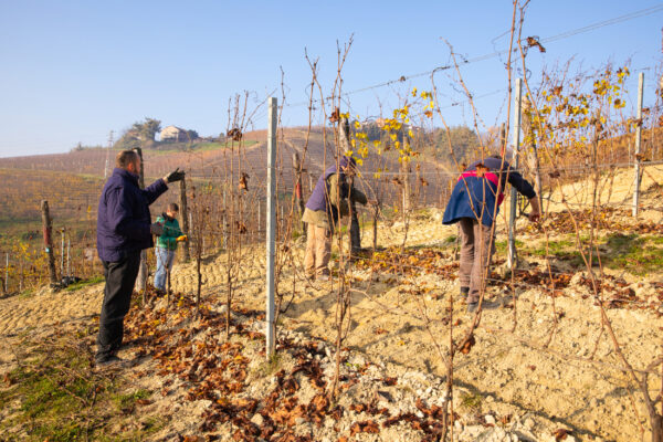 I ragazzi del progetto "8pari" al lavoro in un vigneto delle aziende che hanno aderito all'iniziativa