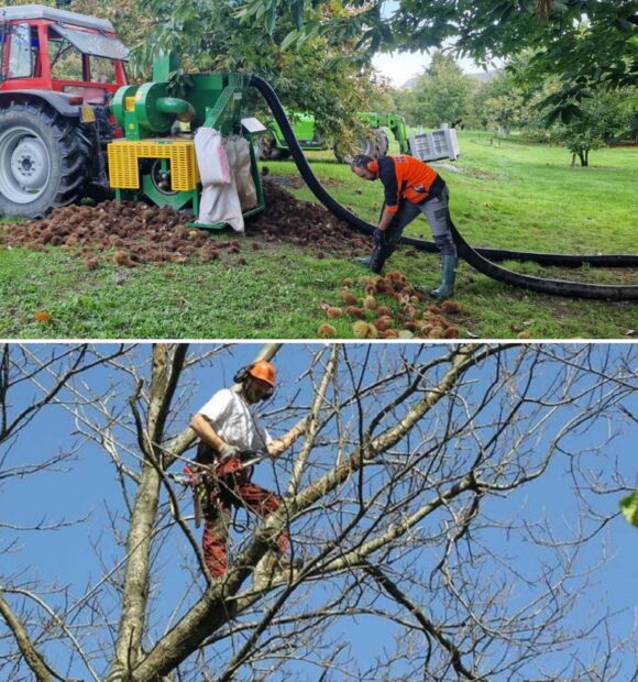 Raccolta meccanica e potatura tree climbing saranno due dei focus principali delle prove in campo