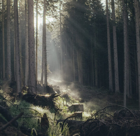 Lunedì 1° giugno, alle 21, all’anfiteatro di San Pietro di Monterosso, è in programma la proiezione del film “Il codice del bosco”.