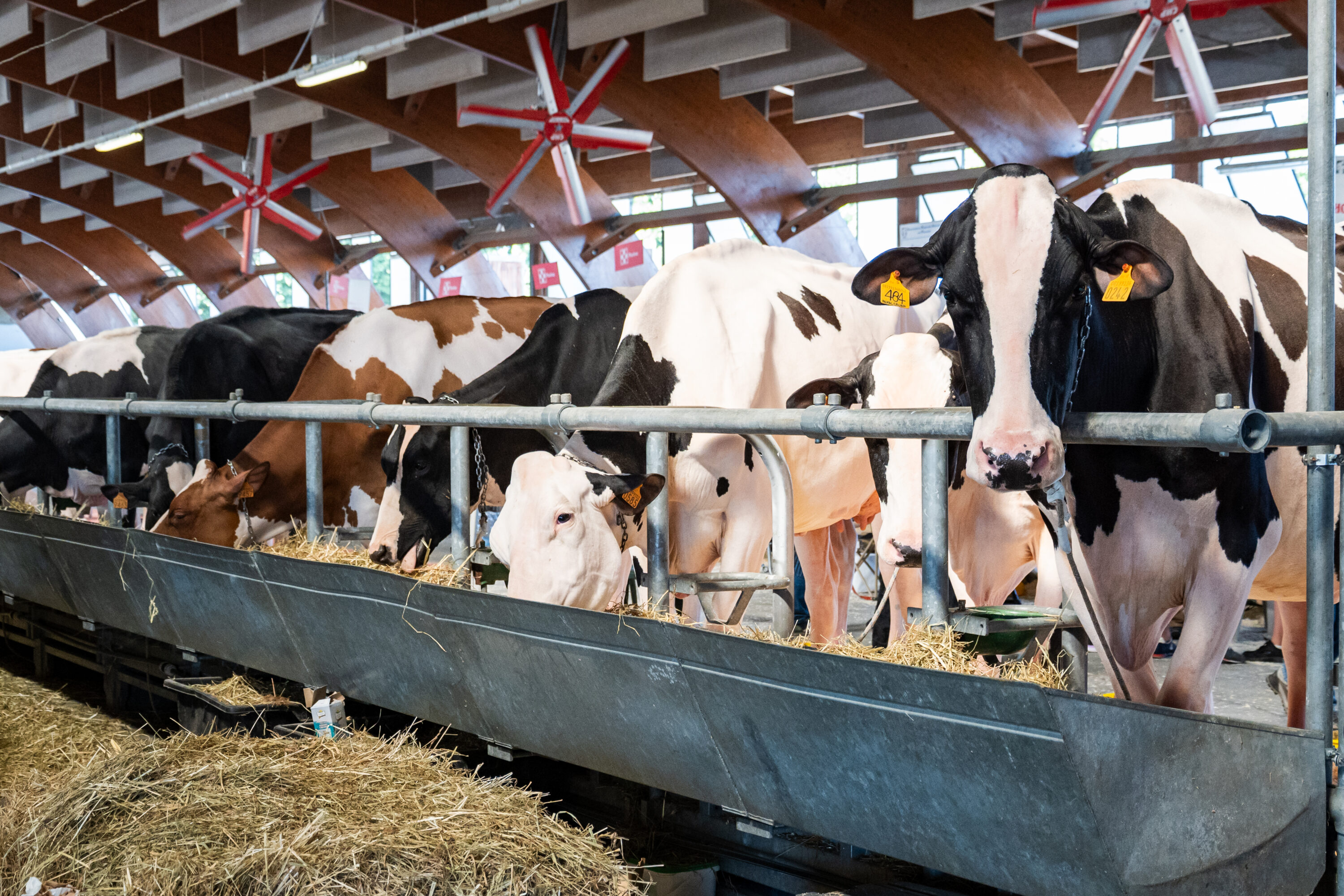 Uno scatto della Mostra della Meccanica Agricola di Saluzzo 2025