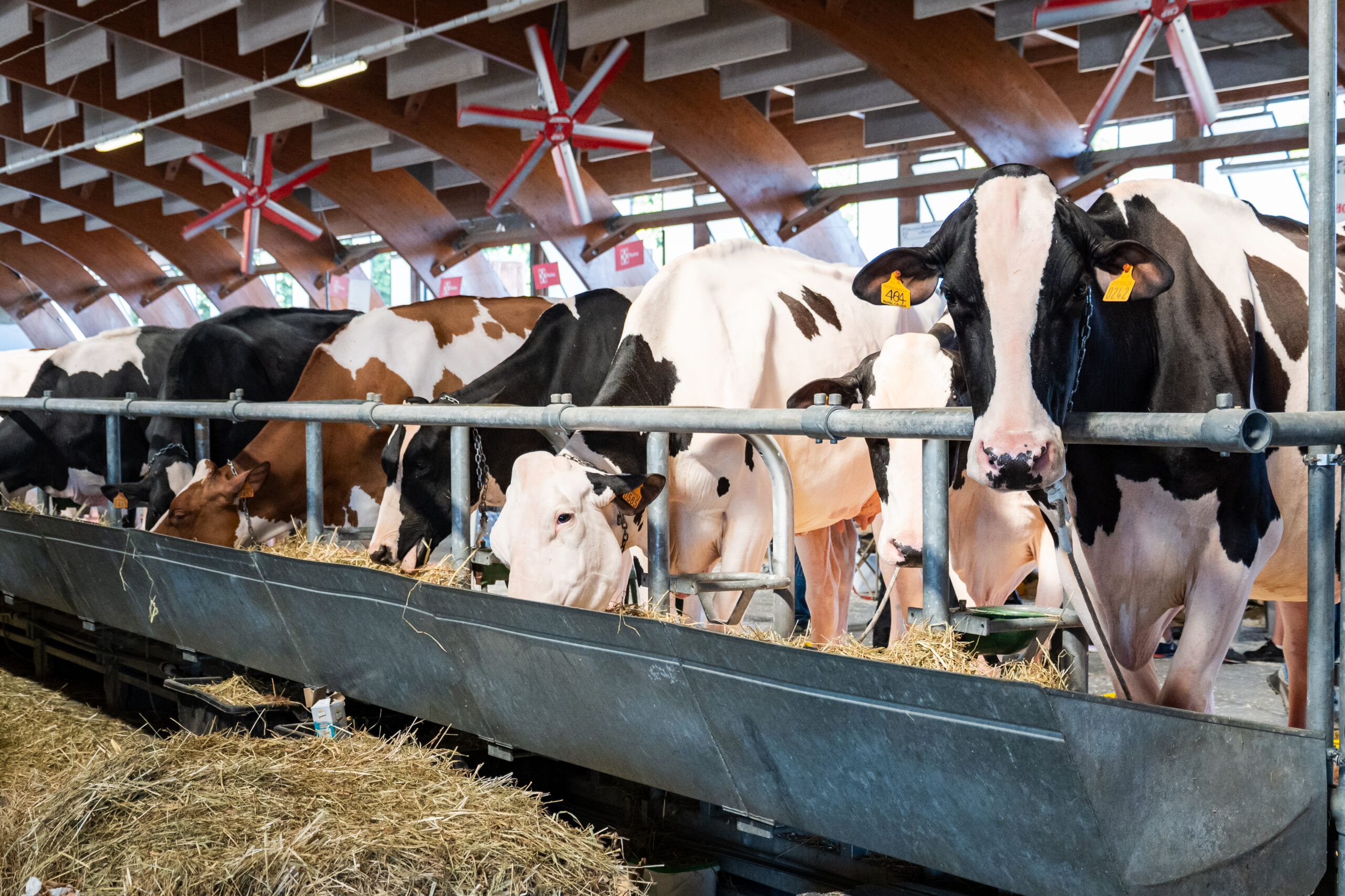 Uno scatto della Mostra della Meccanica Agricola di Saluzzo 2025