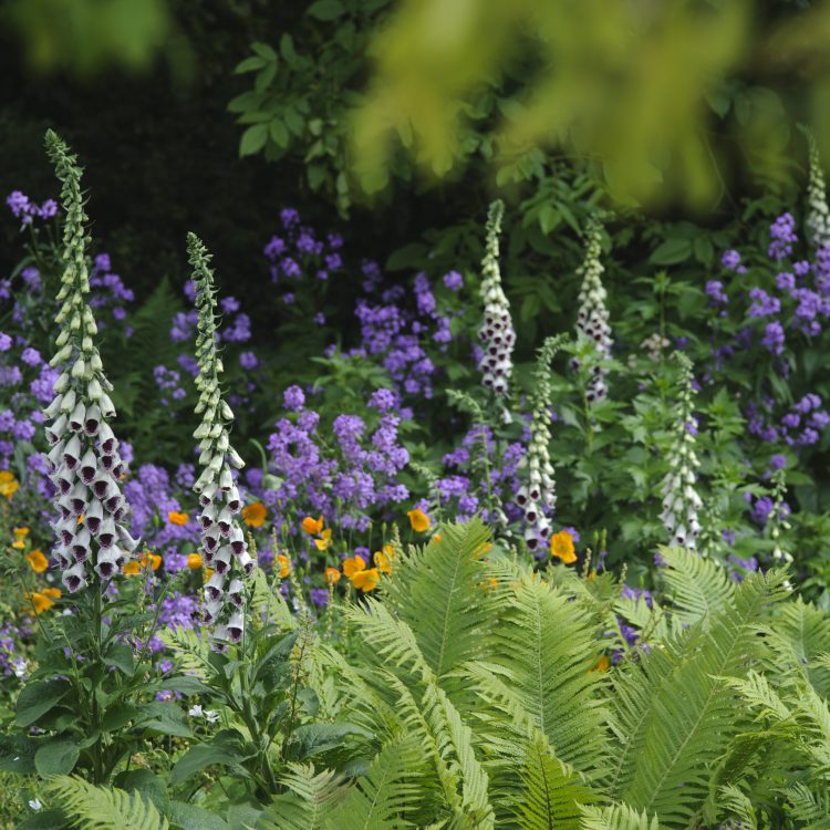 Support the Garden