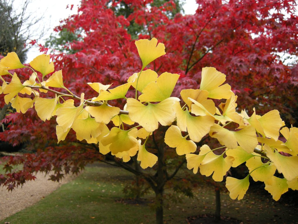 The butter yellow of the Ginkgo biloba provides a strong contrast against the reds of the Acer palmatum ‘Osakazuki’.