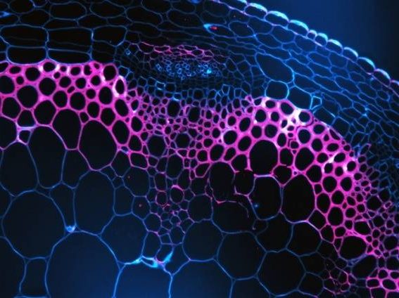 ‘Glue’ that makes plant cell walls strong could hold the key to wooden skyscrapers