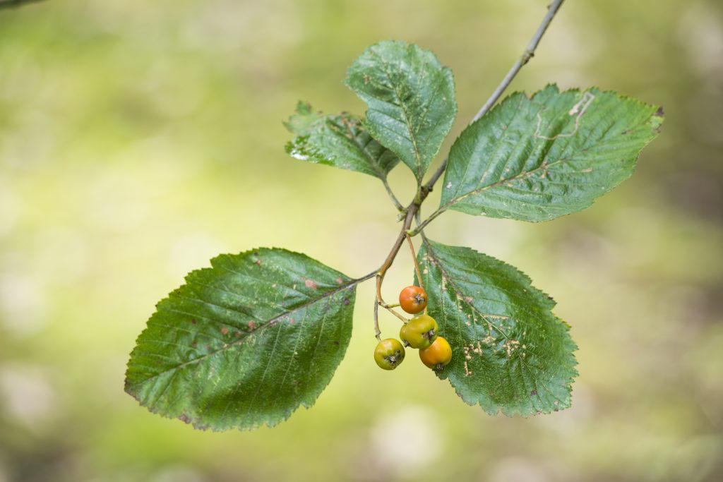 Sorbus anglica
