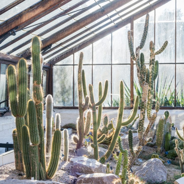 Caring for cacti and succulents over winter.