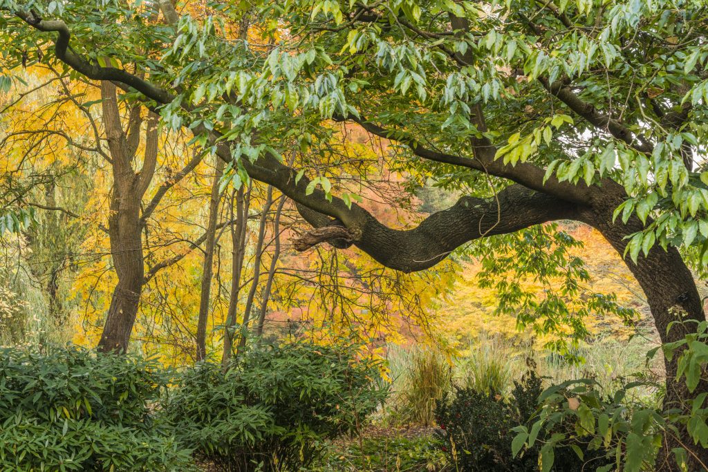 The Woodland Garden