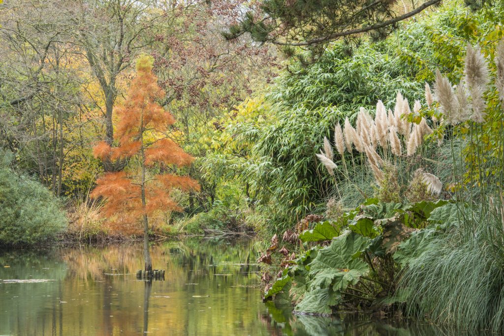Taxodium distichum. A small tree with orange autumn leaves growing out of the lake.