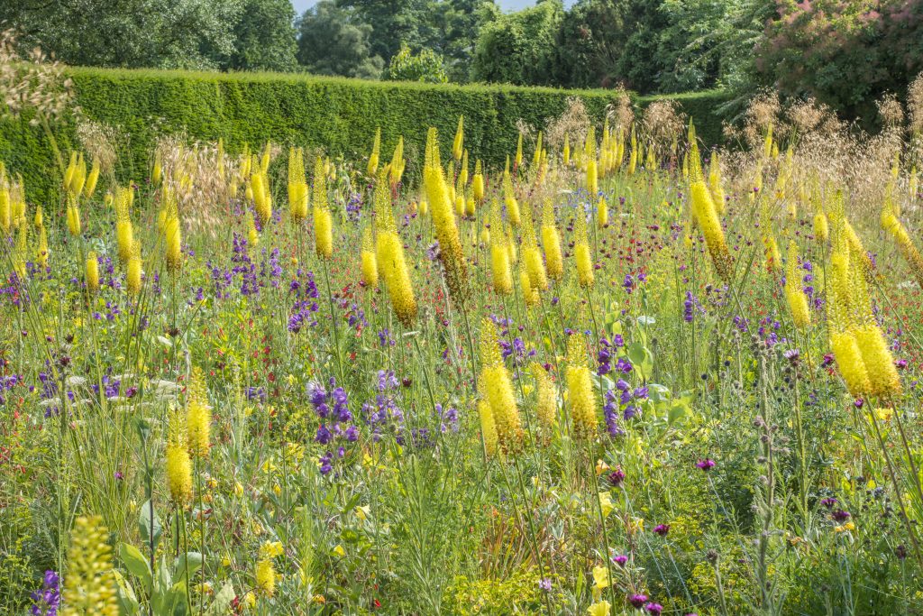 James Hitchmough, The Dry Meadow at Cory Lodge with yellow and purple blooms.