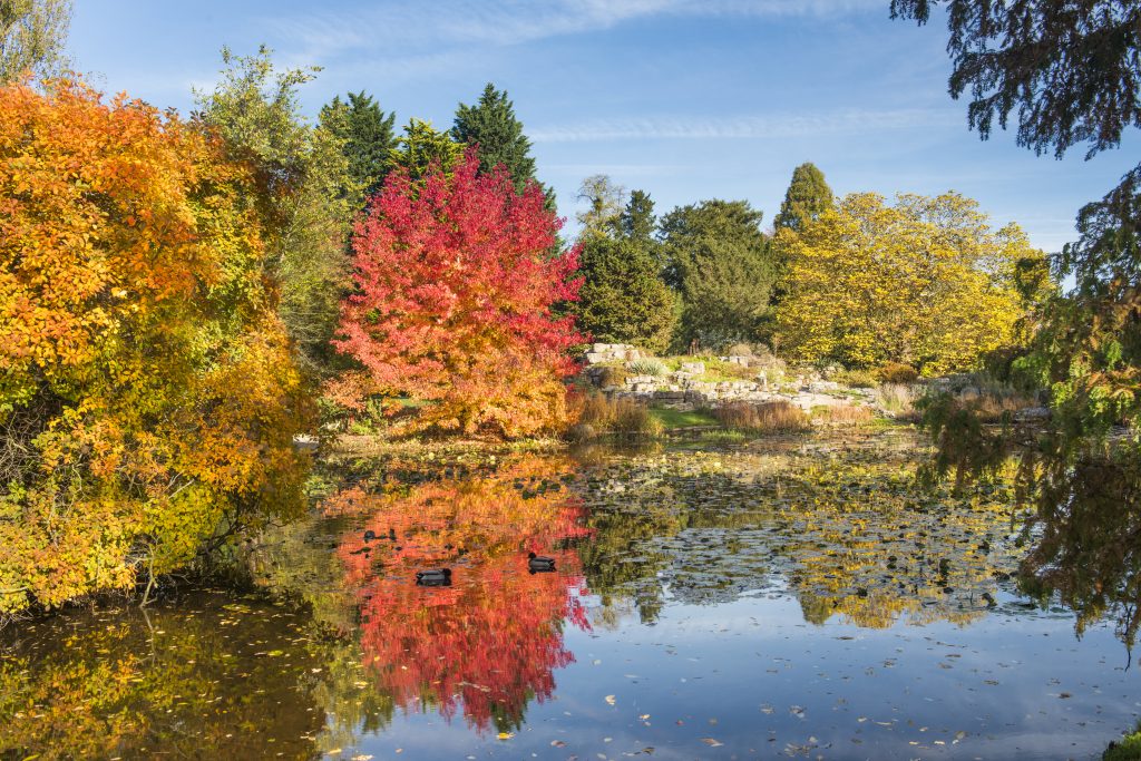 Liquidambar styraciflua 'Worplesdon'. A flame red tree on the lake.
