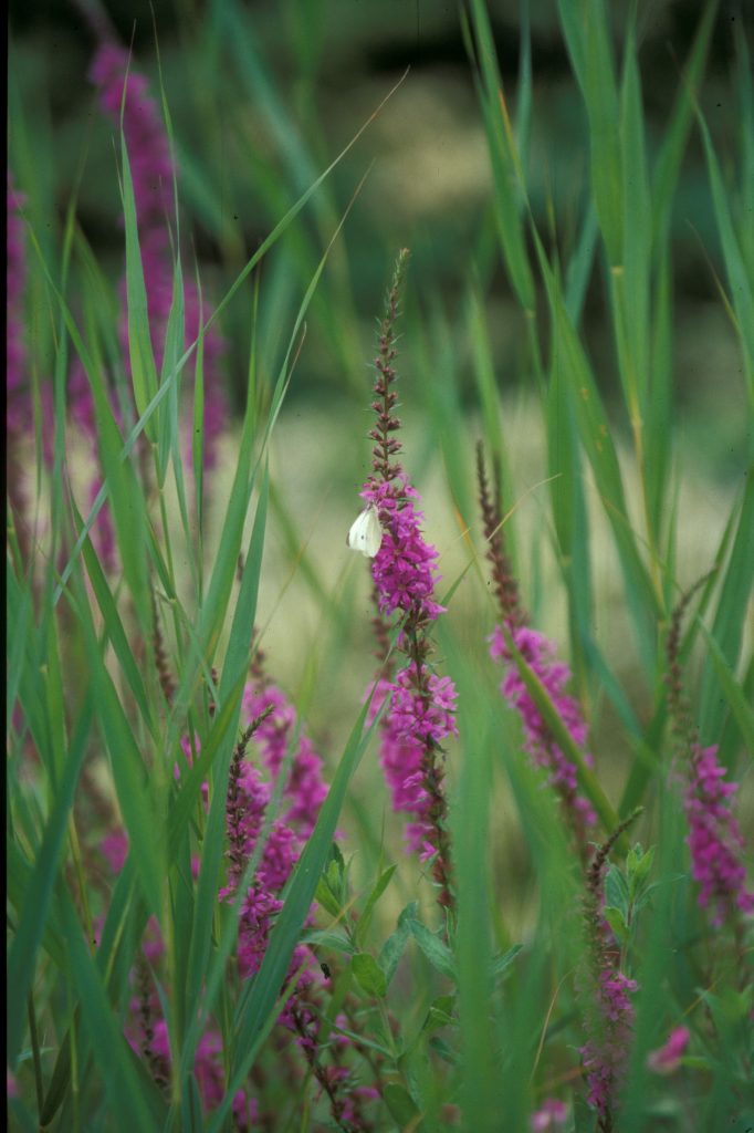 Lythrum salicaria