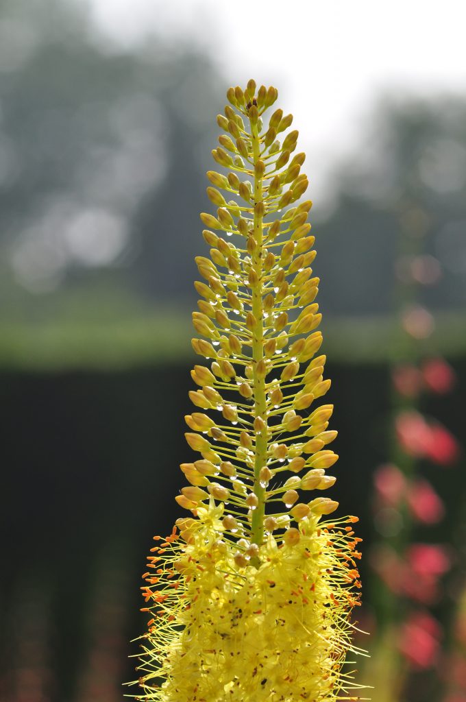 The yellow spike of Eremurus stenophyllus.