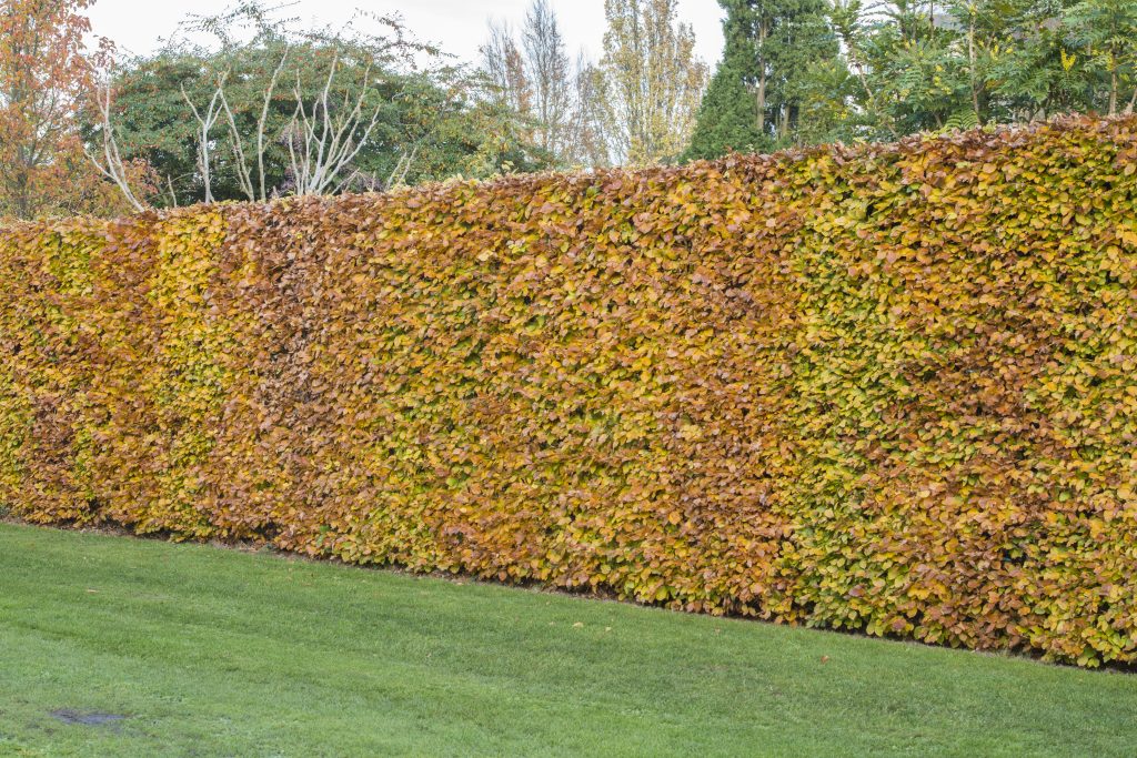 Fagus sylvatica hedge framing the Dry Garden.