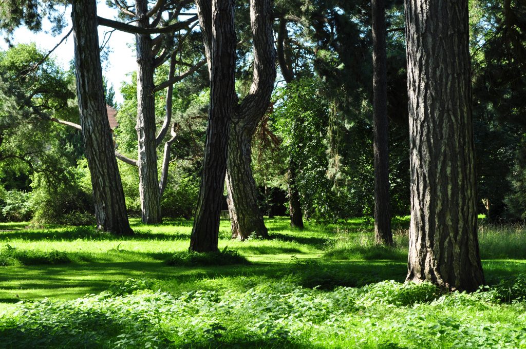 Old Pinetum. Dappled sunlight streaming through the heritage trees on to soft grass.