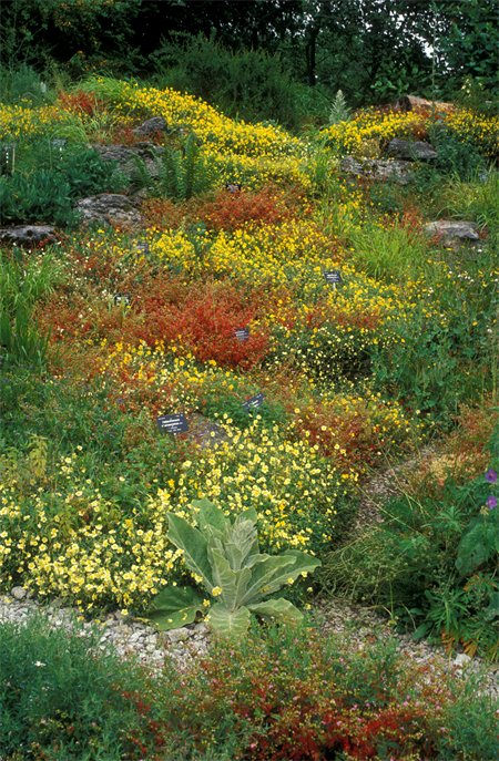 The Limestone Mound, with a layer of small red and yellow flowers.