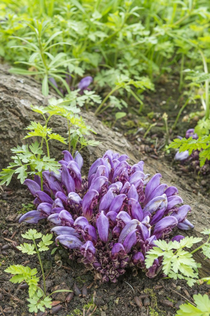 Lathraea clandestina
