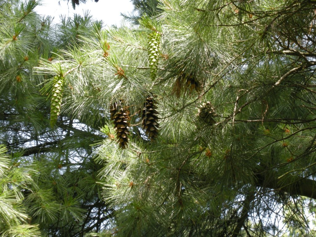 Pinus x holfordiana new and mature pine cones.