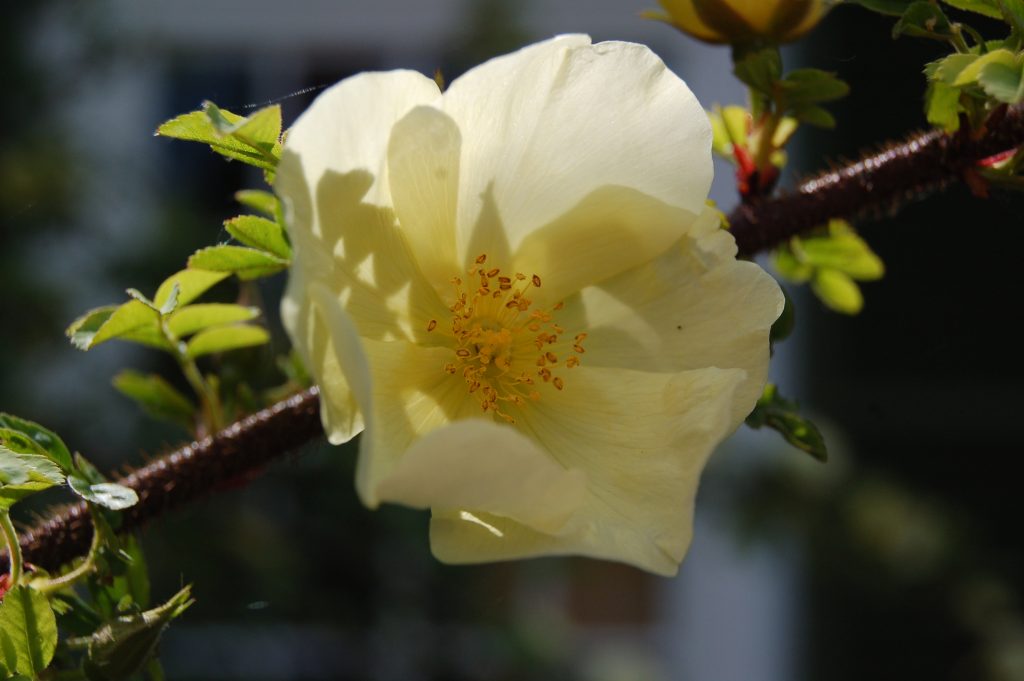 Rosa x pteragonis 'Cantabrigiensis'. A pale yellow rose.