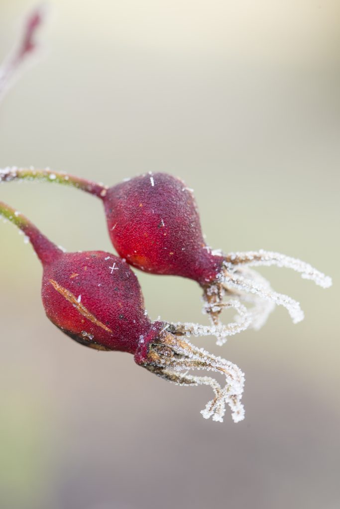 Rosa 'Cantab', red buds covered in frost.