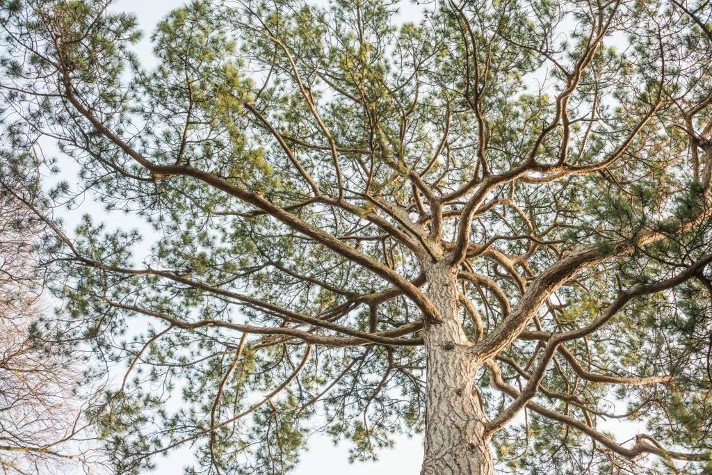 Pinus nigra ssp. salzmannii, on the main walk. View from the ground of the trunk.