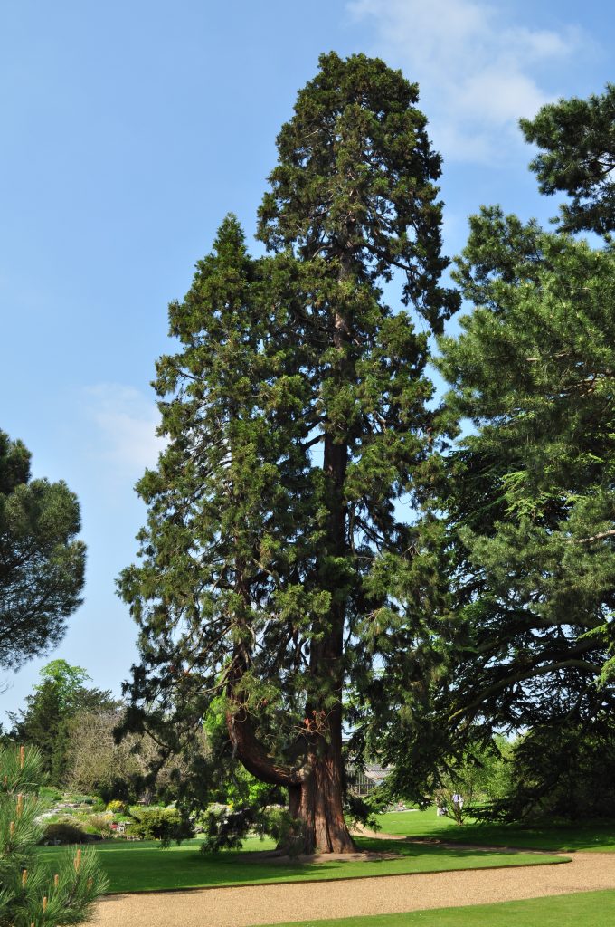 Sequoiadendron giganteum, on the Main Walk.