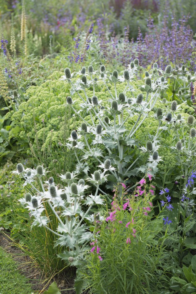 The structural, pale stems and heads of Eryngium giganteum.