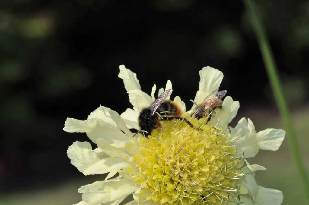 Two bees on the Cephalaria gigantea in the Herbaceous Island Beds.
