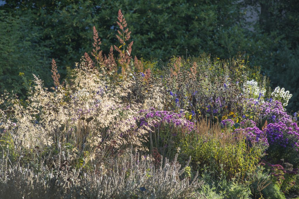 Herbaceous Island Beds in early Autumn. Purple, white and blue mixed blooms.