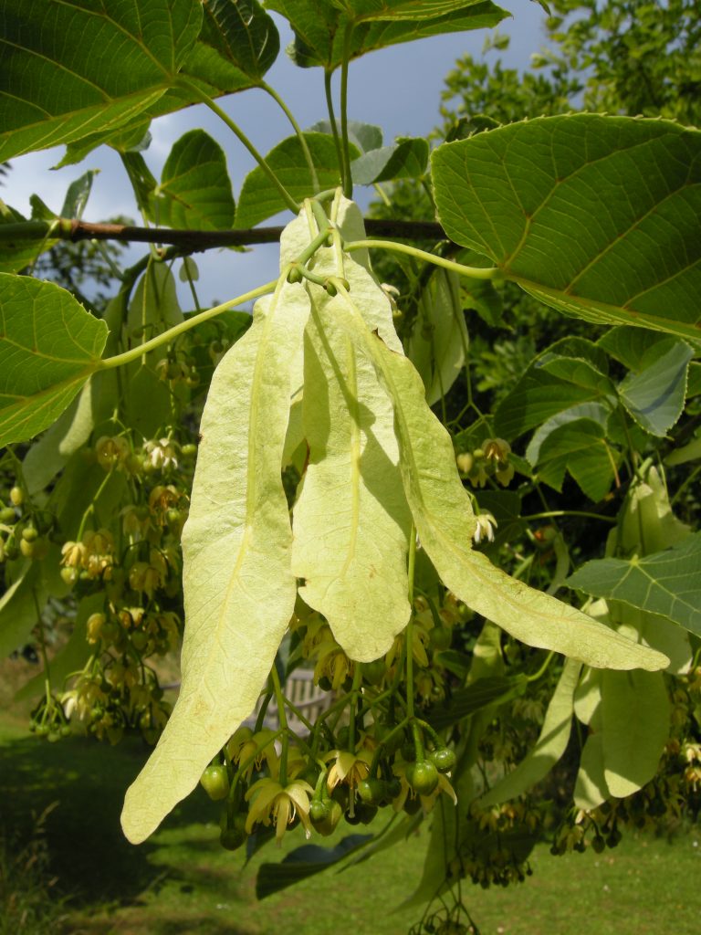 The large Tilia nobilis bracts.