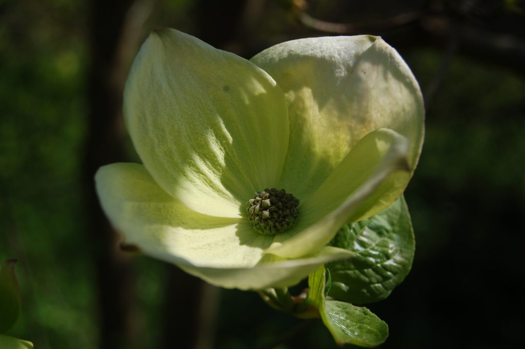 Cornus 'Eddie's White Wonder'