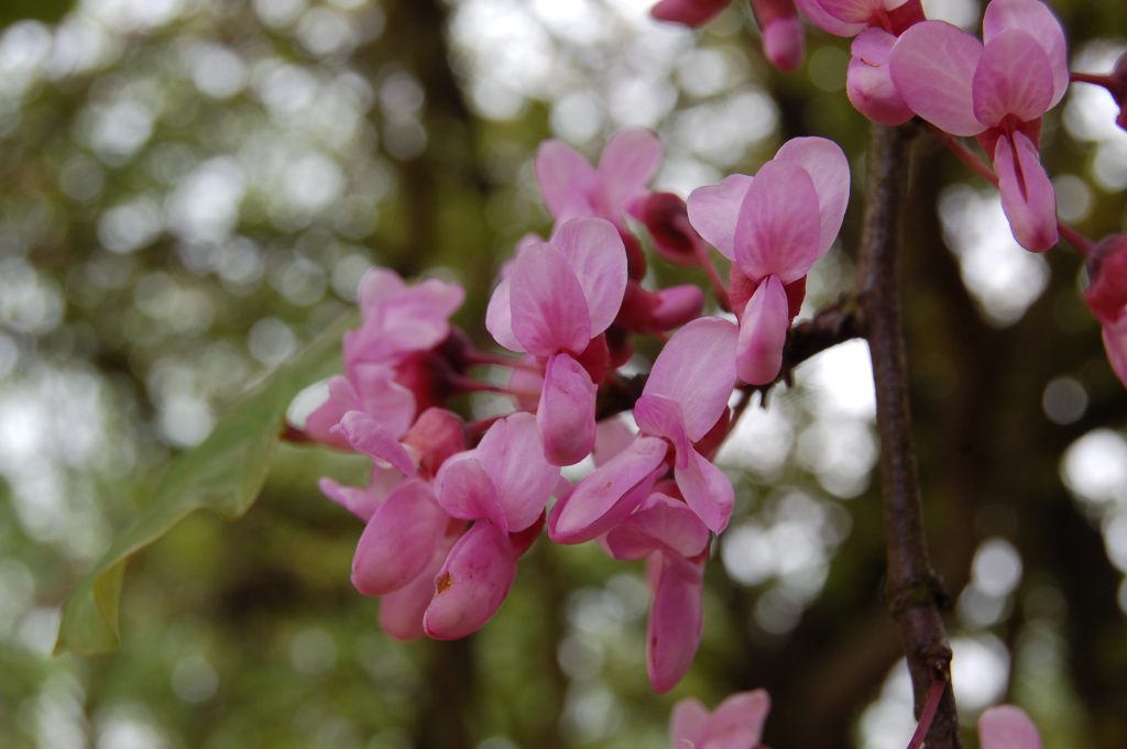 Cercis siliquastrum