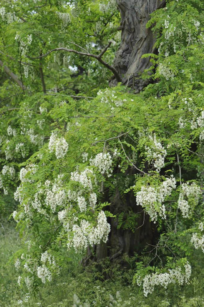Robinia pseudoacacia. Tree with hanging white flowers.