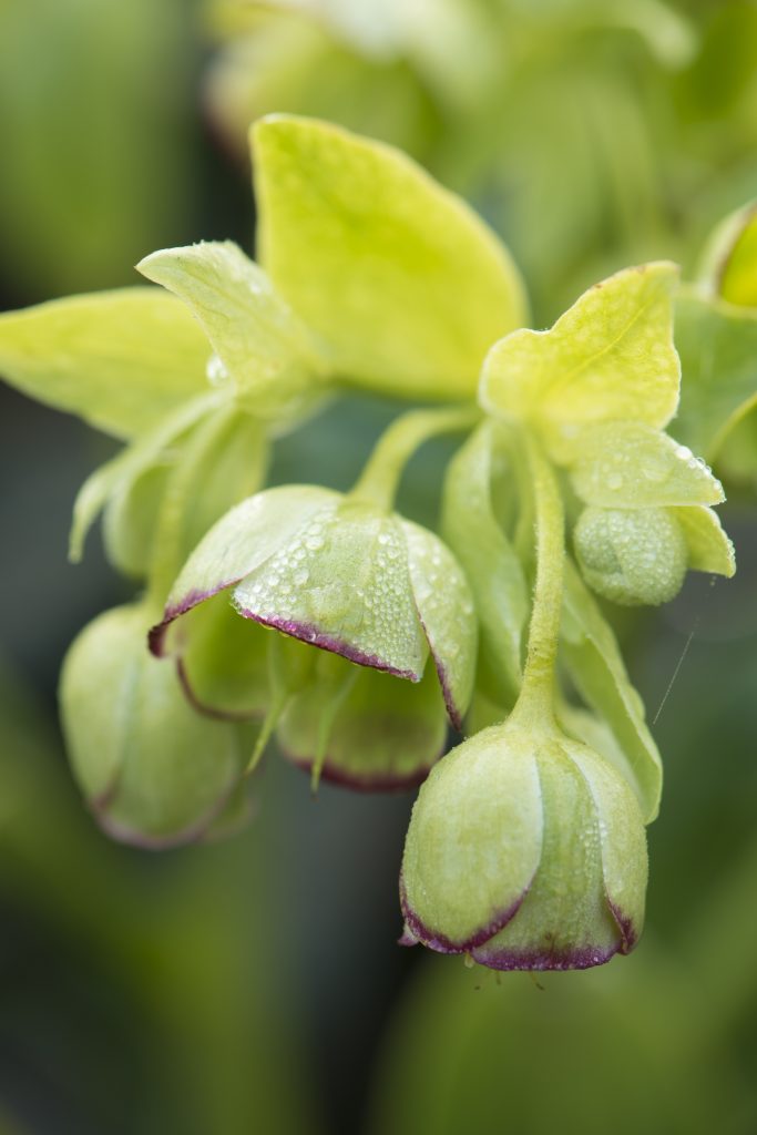 Silene conica has small lilac flowers.