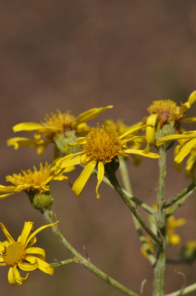 Senecio paludosus