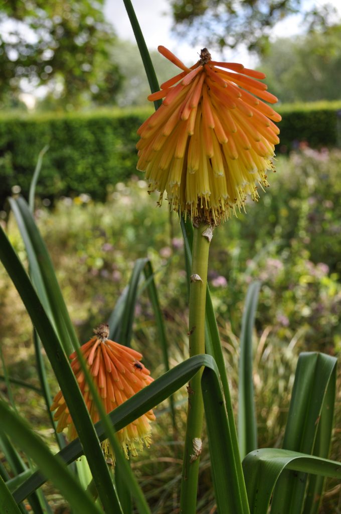 Kniphofia uvaria