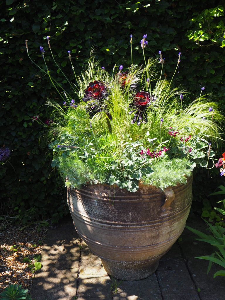Aeonium 'Zwartkop' in a pot, alongside other drought-tolerant plants.