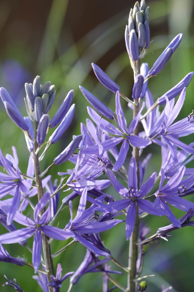 Camassia leichtlinii, a purple bloom with 6 thin petals.